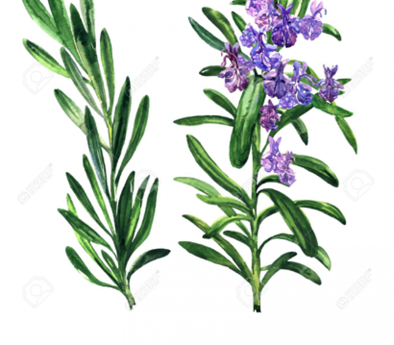 Rosemary Flower